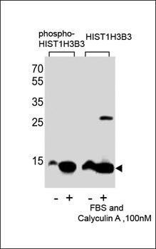 HIST1H3B3 (phospho-Ser10) antibody