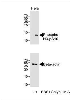 HIST1H3B3 (phospho-Ser10) antibody