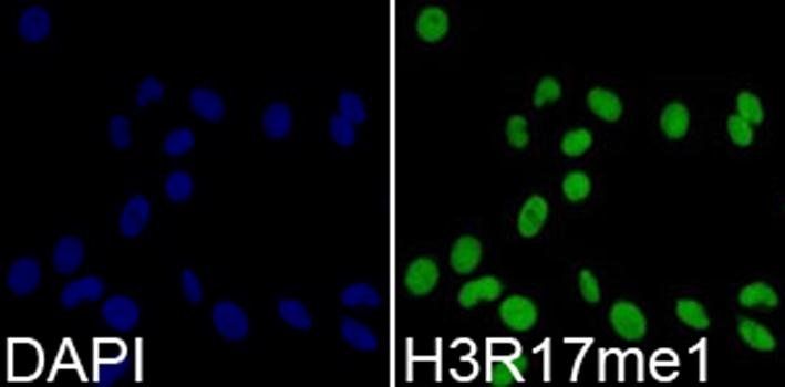 MonoMethyl-Histone H3-R17 antibody