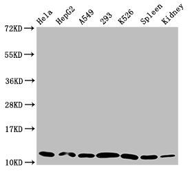 HIST1H4A (Ab-1) Antibody
