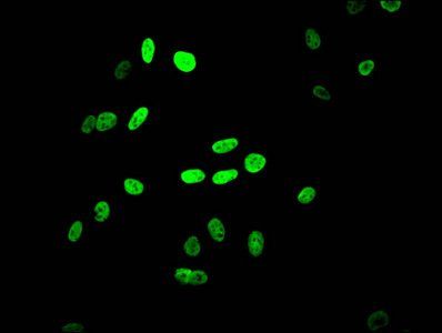 HIST1H4A (Ab-12) antibody