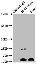 HIST1H4A (Ab-12) Antibody