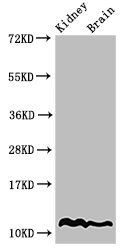 HIST1H4A (Ab-12) antibody