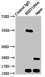 HIST1H4A (Ab-12) Antibody