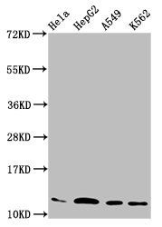 HIST1H4A (Ab-12) Antibody