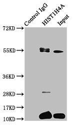 HIST1H4A (Ab-12) antibody