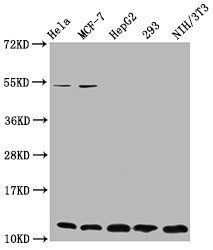 HIST1H4A (Ab-12) Antibody