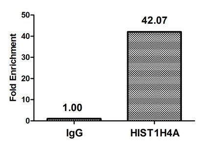 HIST1H4A (Ab-12) Antibody