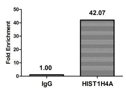 HIST1H4A (Ab-12) antibody