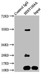 HIST1H4A (Ab-12) antibody