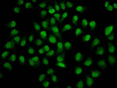 HIST1H4A (Ab-12) antibody