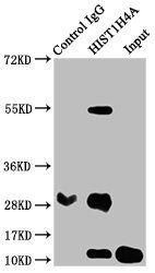 HIST1H4A (Ab-12) antibody