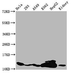 HIST1H4A (Ab-12) antibody