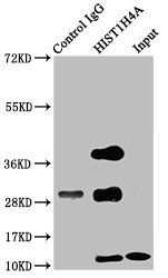 HIST1H4A (Ab-12) Antibody