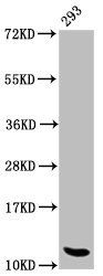 HIST1H4A (Ab-12) antibody