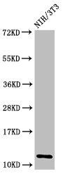 HIST1H4A (Ab-16) antibody