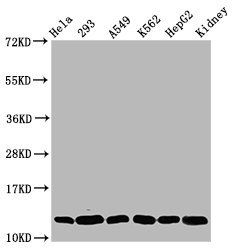 HIST1H4A (Ab-16) antibody