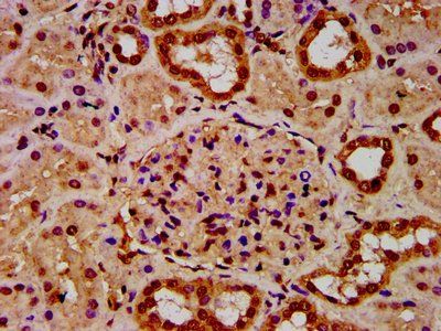 HIST1H4A Antibody