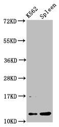 HIST1H4A Antibody