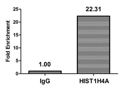 HIST1H4A Antibody