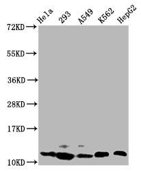 HIST1H4A (Ab-31) antibody