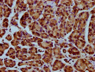 HIST1H4A Antibody