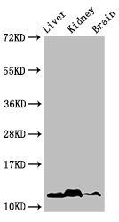 HIST1H4A (Ab-5) Antibody