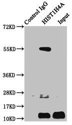 HIST1H4A (Ab-5) antibody