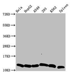 HIST1H4A (Ab-5) antibody