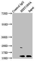 HIST1H4A (Ab-5) Antibody