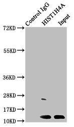 HIST1H4A (Ab-5) antibody