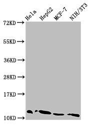 HIST1H4A (Ab-5) antibody