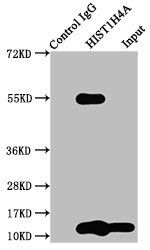 HIST1H4A (Ab-5) Antibody