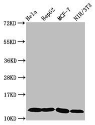 HIST1H4A (Ab-5) Antibody
