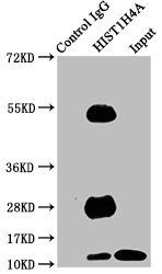 HIST1H4A (Ab-5) antibody