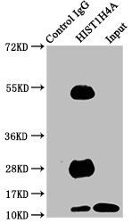 HIST1H4A (Ab-5) Antibody