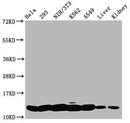 HIST1H4A (Ab-5) antibody