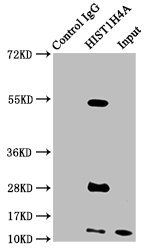HIST1H4A (Ab-5) Antibody