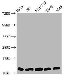 HIST1H4A (Ab-5) Antibody