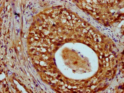 HIST1H4A Antibody