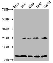 HIST1H4A (Ab-55) antibody