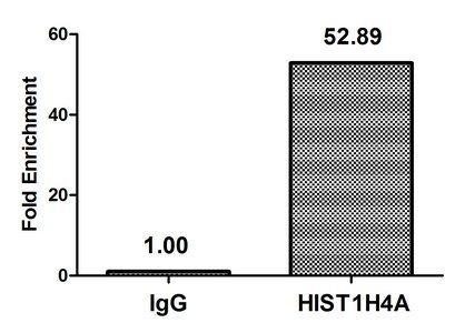 HIST1H4A Antibody