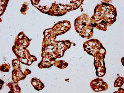 HIST1H4A Antibody