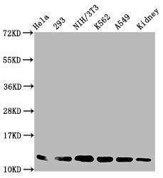 HIST1H4A (Ab-77) antibody