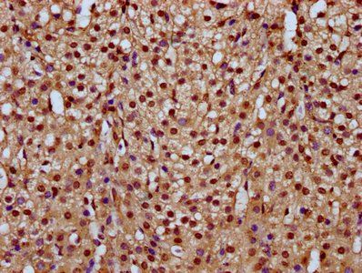 HIST1H4A Antibody