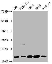 HIST1H4A (Ab-79) antibody