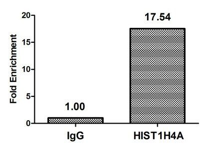 HIST1H4A Antibody