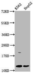 HIST1H4A Antibody