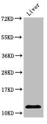 HIST1H4A (Ab-8) antibody