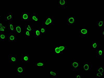 HIST1H4A (Ab-8) antibody